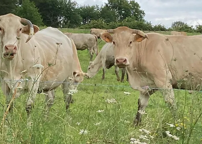 La Maison Du Parc Bed & Breakfast Saint-Vite